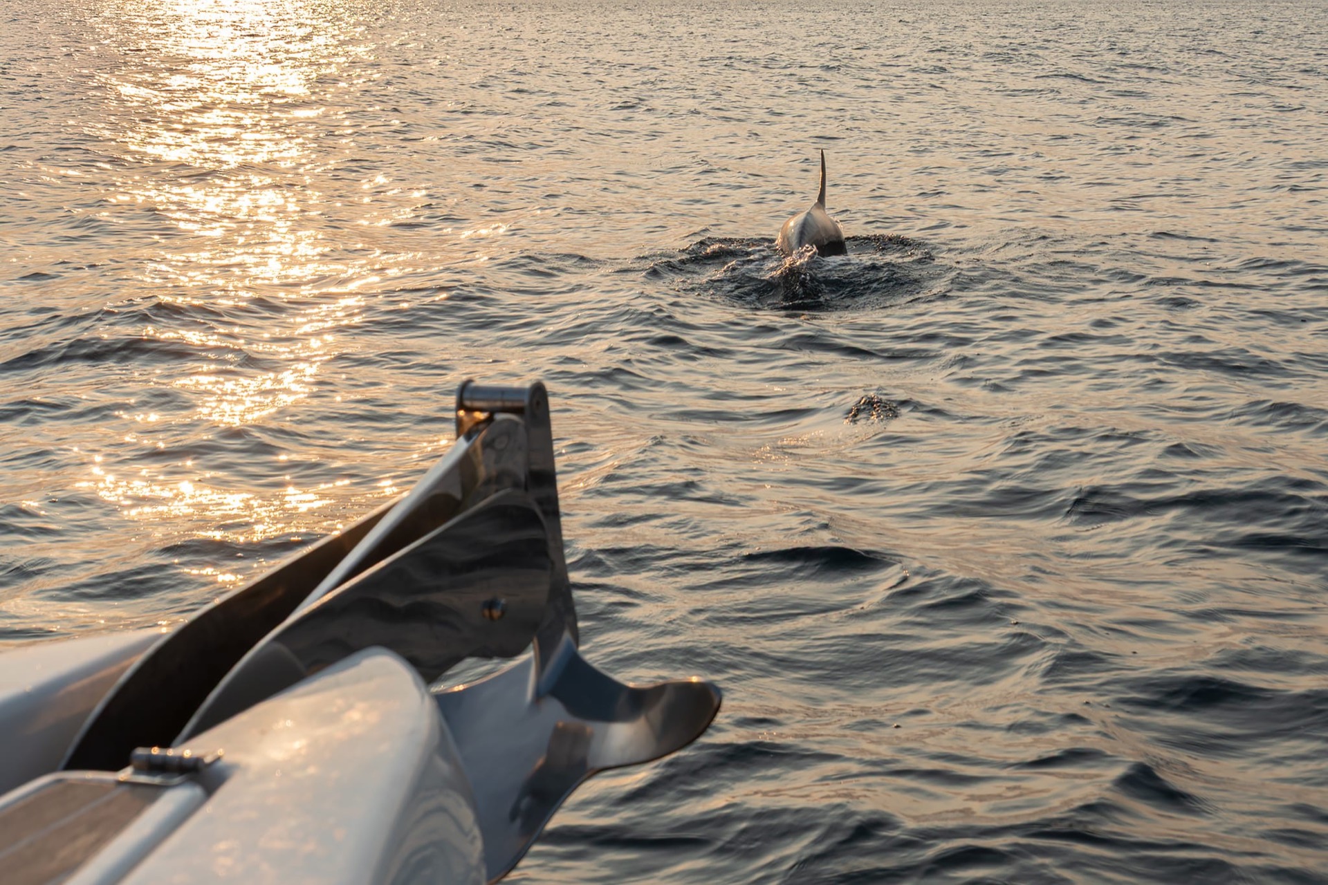 Delfino avvistato al tramonto nelle acque del Plemmirio, Siracusa